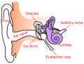 Diagram of ear anatomy