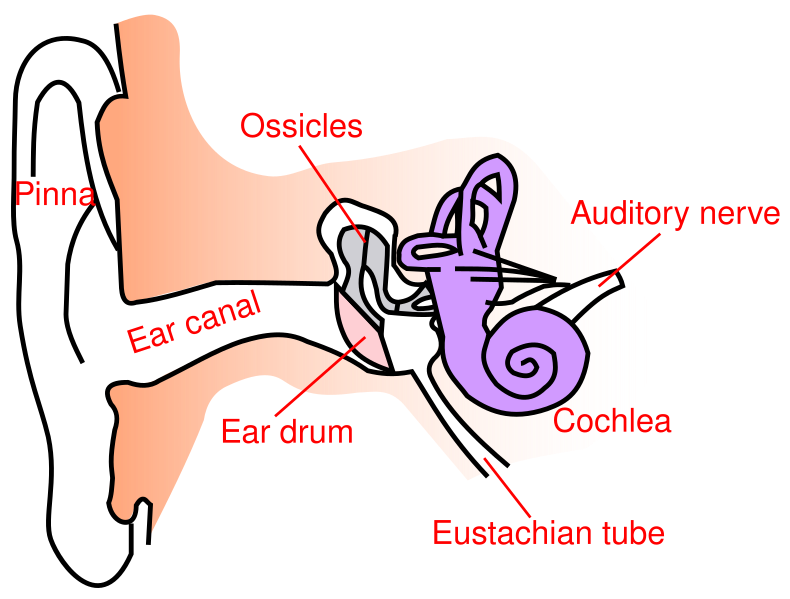 File:Ear-anatomy-text-small-en.svg