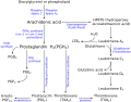 Eicosanoid synthesis pathway