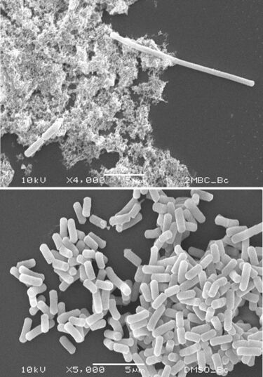 File:Filamentation 2.jpg