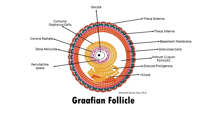 File:Graafian Follicle Labelled.jpg