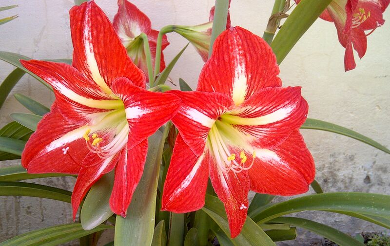 File:Hippeastrum-1.jpg