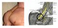 Thumbnail for version as of 13:40, 23 May 2026