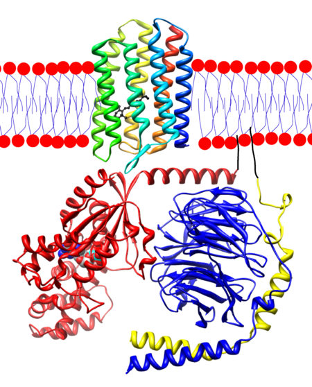 File:Rhodopsin-transducin.png