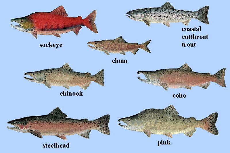 File:Salmon 01 alt.jpg