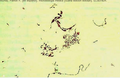 Thumbnail for version as of 03:41, 2 June 2026