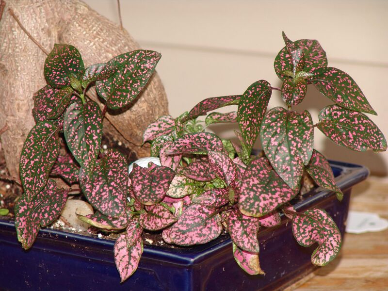 File:2006 08 14 Hypoestes Phyllostachya.jpg