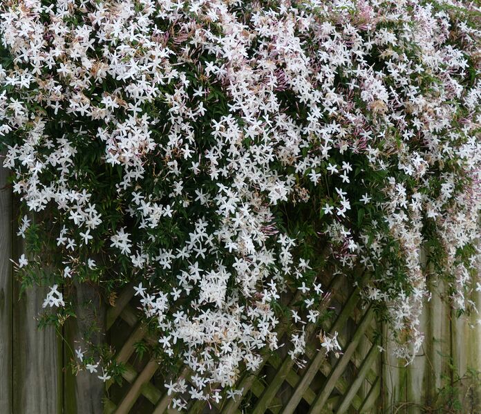 File:Common Jasmine.jpg