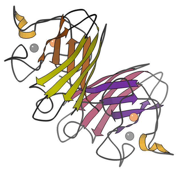 File:1sdy CuZnSOD dimer ribbon.png