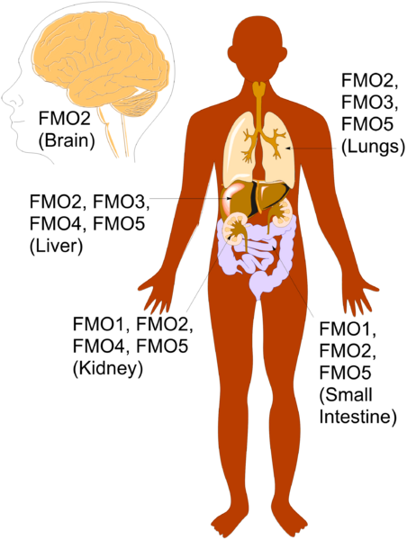 File:Anatomy Pic Big Labels.png