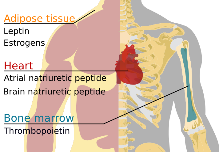 File:Endocrine miscelaneous en.svg