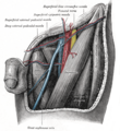 Muscles of the hip and thigh