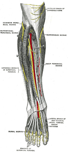 File:Gray835.png