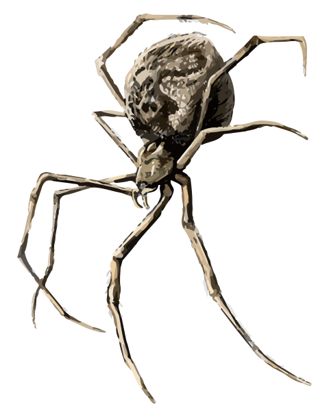 File:202201 Common house spider.svg