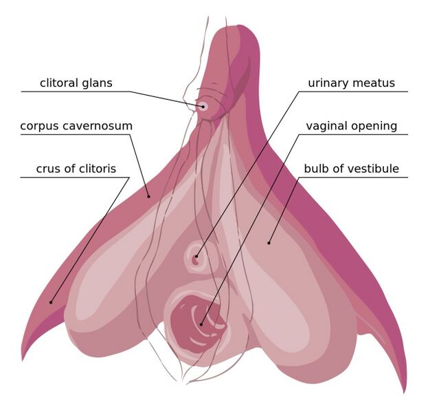 File:Clitoral anatomy updated.jpg