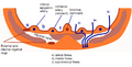 Inguinal canal