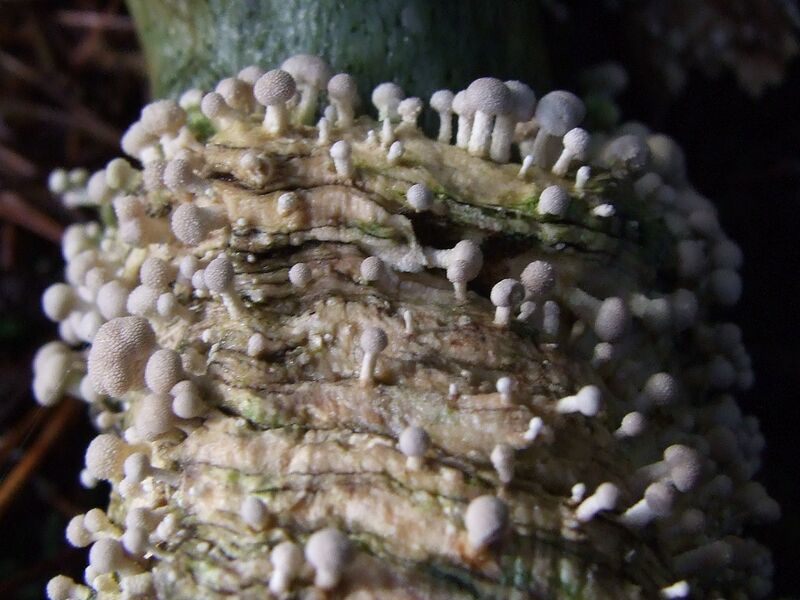 File:Onygena equina.JPG