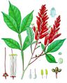 Quassia amara - Köhler's Medicinal Plants