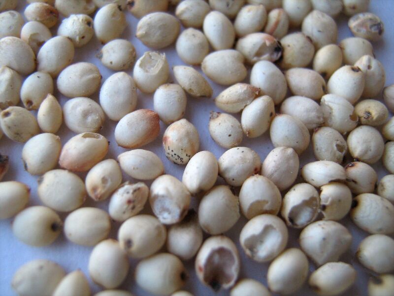 File:Sorghum.wild-India-Tamil word27.1.jpg