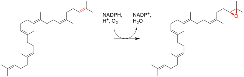 File:Squalene epoxide biosynthesis.png
