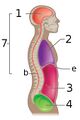 Lateral view of body cavities