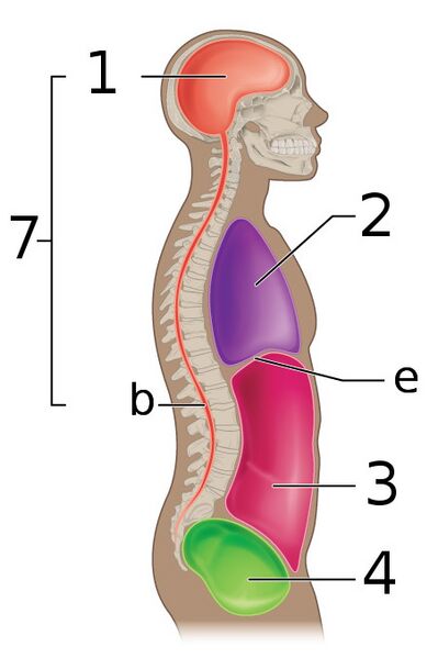 File:Body Cavities Lateral view labeled.jpg