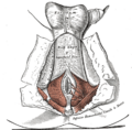 Thumbnail for version as of 17:28, 18 May 2026