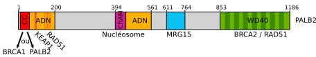 File:PALB2.svg