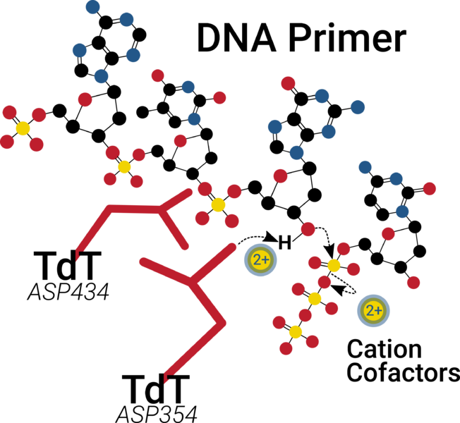 File:Tdt-mechanism-graphic.png