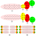 Thumbnail for version as of 22:13, 18 May 2026