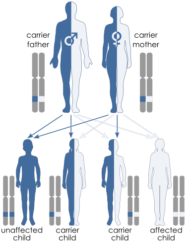 File:Autosomal recessive - mini.svg