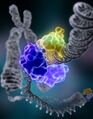 DNA Repair Process