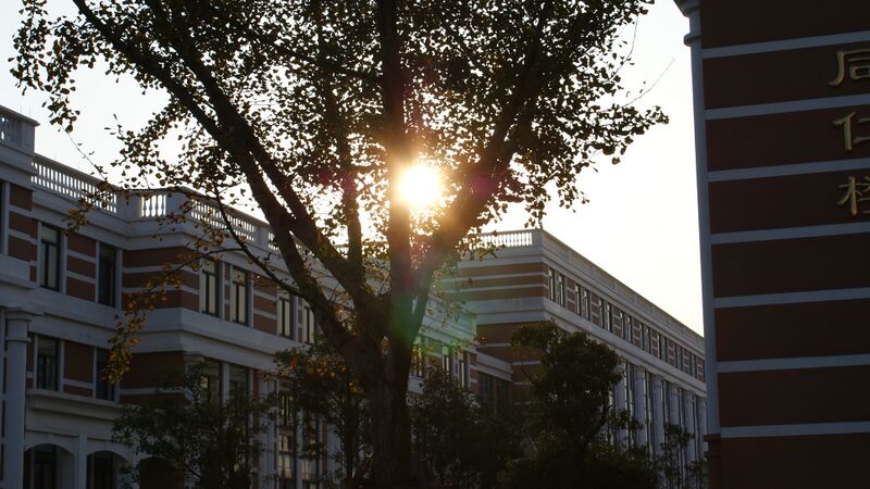 File:Ginkgo in the sun.JPG
