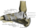 Bones of the right foot. Dorsal surface.