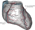 Diagram of the heart showing the anterior interventricular sulcus