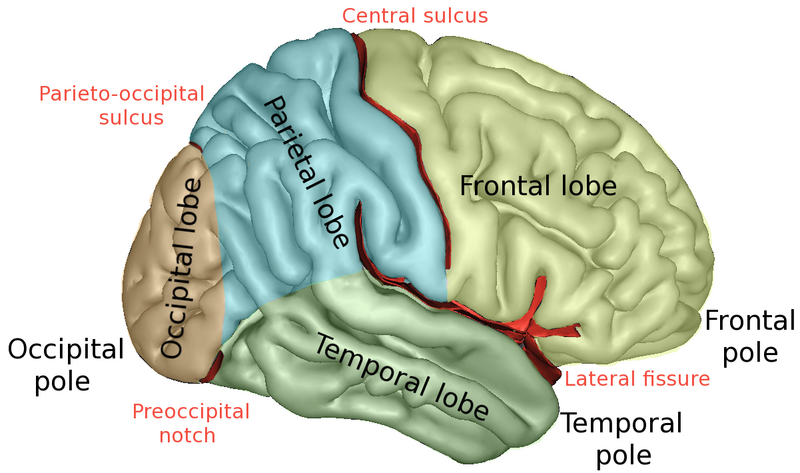 File:LobesCaptsLateral.png