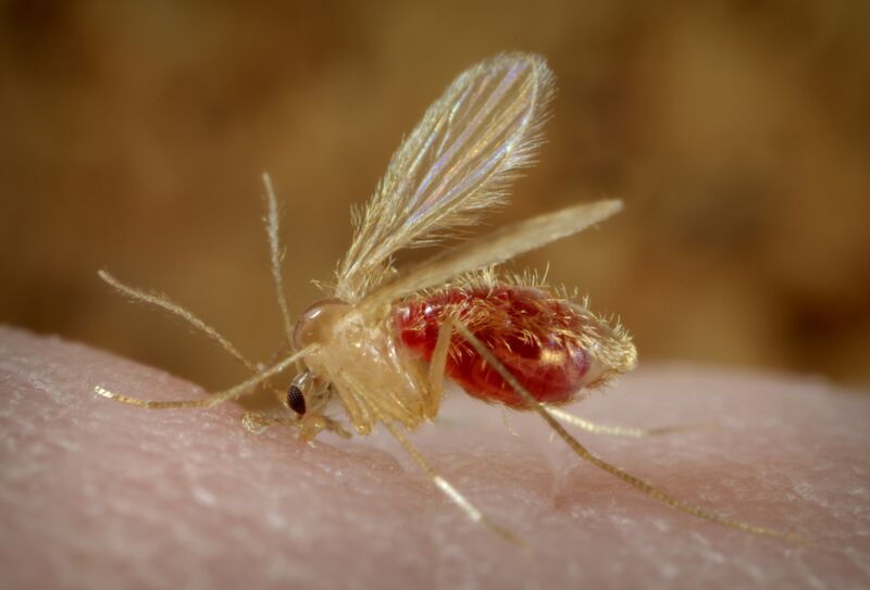 File:Phlebotomus pappatasi bloodmeal continue2.jpg