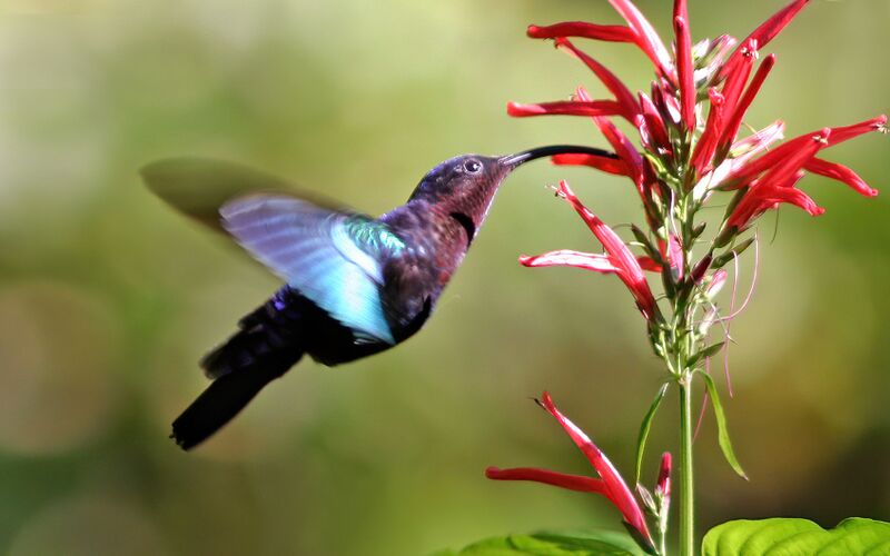 File:Purple-throated carib hummingbird feeding.jpg