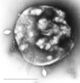 Thumbnail for version as of 01:23, 2 June 2026