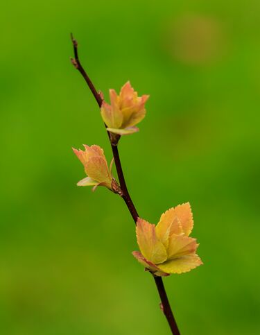 File:Spiraea japonica 'Goldflame' 06.jpg