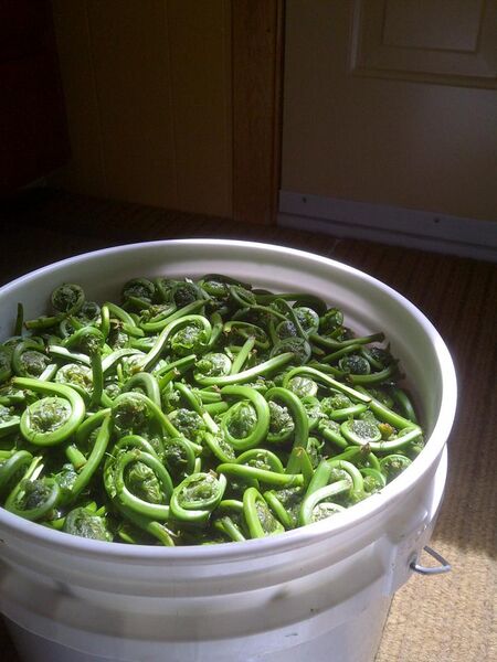 File:Fiddleheads Crosses de fougère.jpg