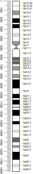 File:Human chromosome 5 ideogram vertical.svg