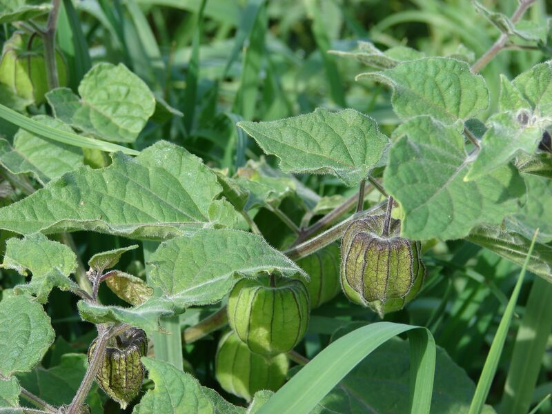 File:Starr 061225-2955 Physalis peruviana.jpg