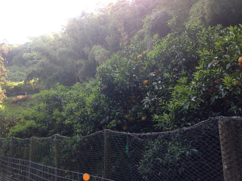 File:Amanatsu trees on Nokonoshima Island.JPG