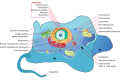 Cell (biology)
