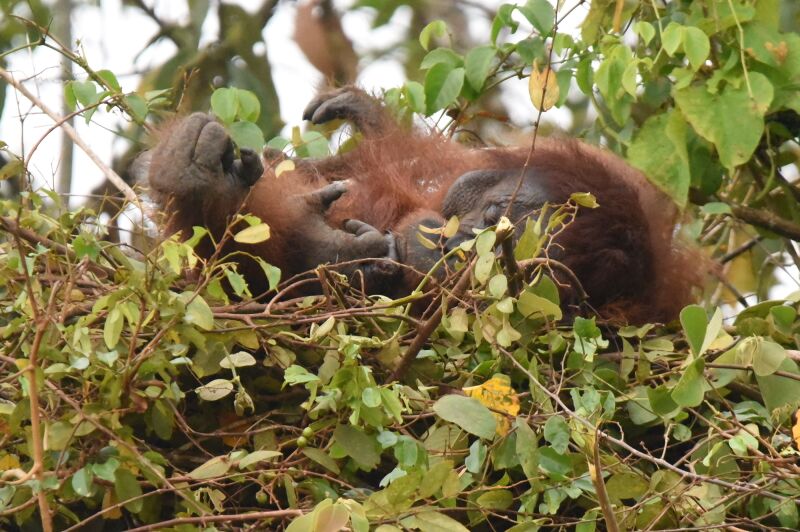 File:Bornean Orangutan in nest.jpg