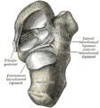 Sagittal section through the foot.