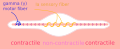 Muscle spindle diagram