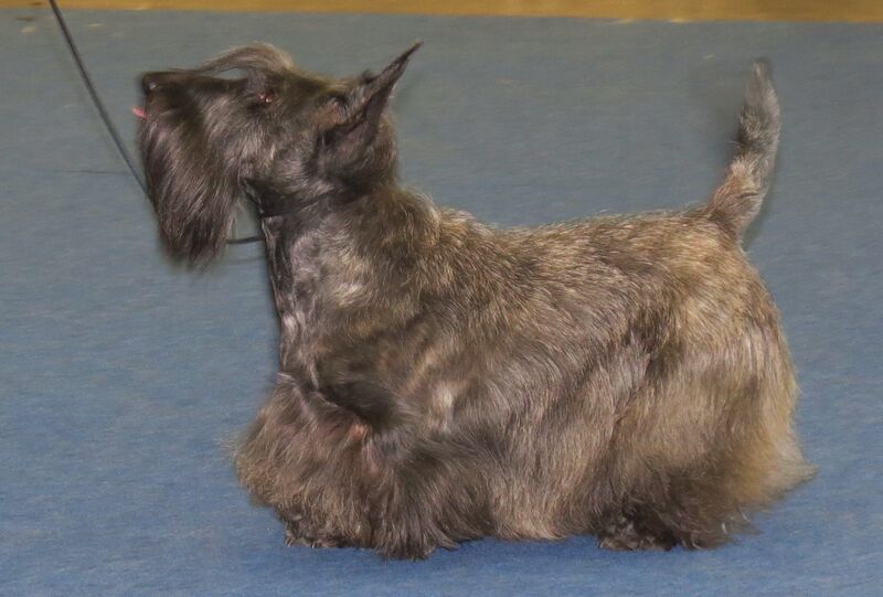 File:Scottish Koira 2013.JPG