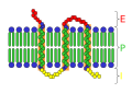 Diagram of a transmembrane receptor